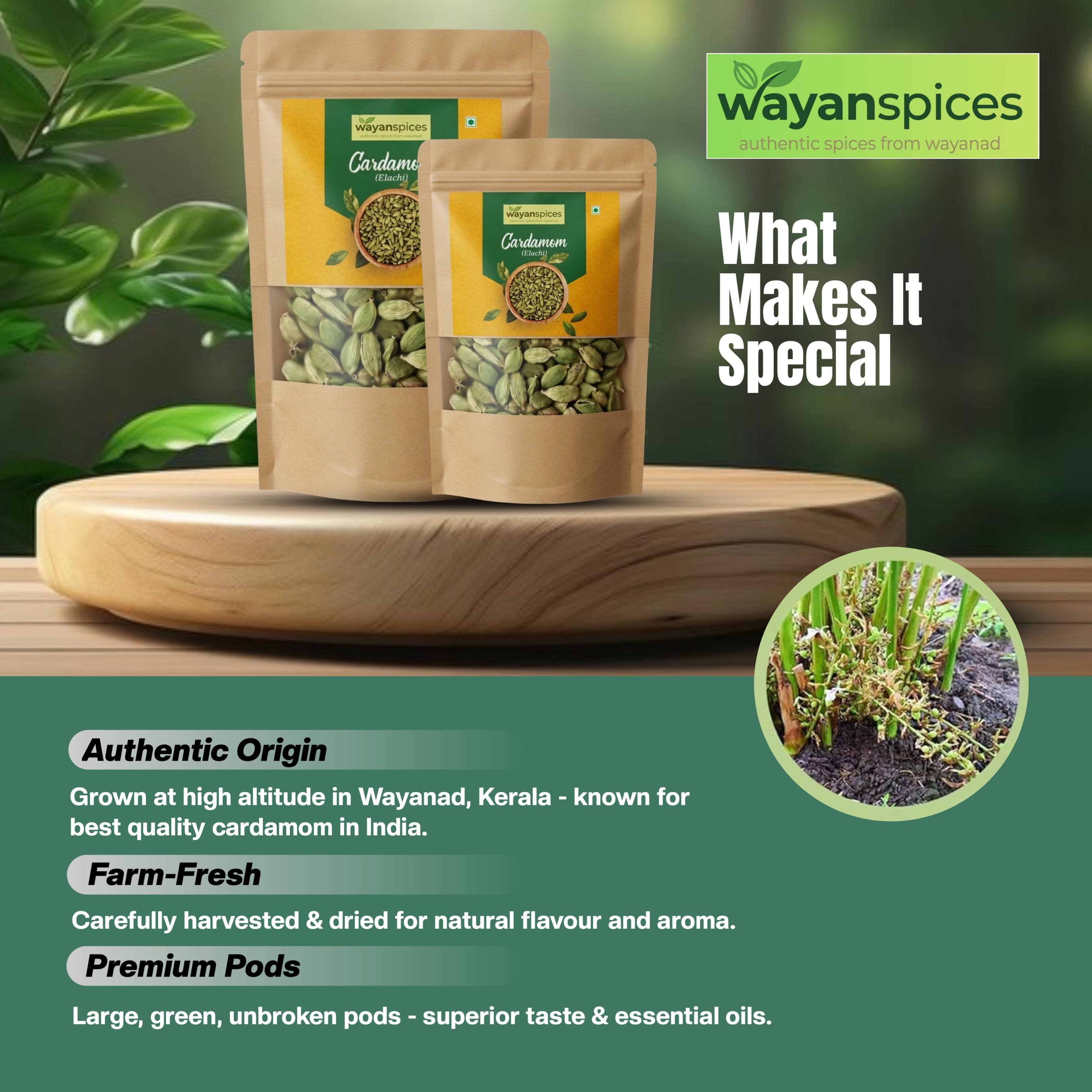 Wayanad Green Cardamom (Elaichi) Premium Quality – Fresh Kerala Spices, Strong Aroma, Natural